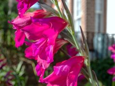 Препараты, удобрения и защита растений: основы современного сельского хозяйства