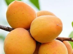 Саженцы плодовых деревьев: как выбрать и посадить правильно