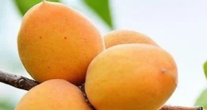 Саженцы плодовых деревьев: как выбрать и посадить правильно