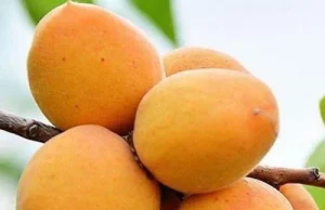 Саженцы плодовых деревьев: как выбрать и посадить правильно