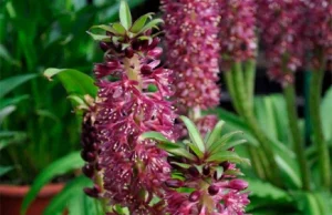 Луковицы эукомиса: особенности и выращивание