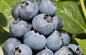 Что такое саженцы растений