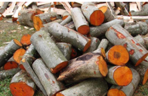 Дрова из ольхи: преимущества и особенности использования