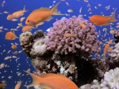 Куда поехать в отпуск на пляж в 2026 году: 5 направлений